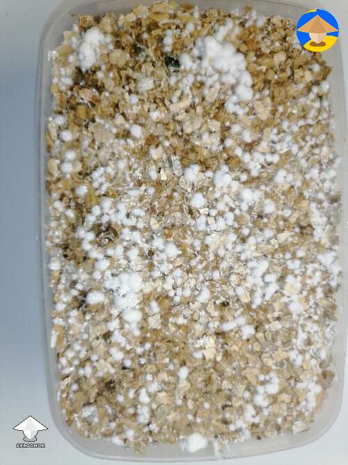 This is my 21 days fruiting cake. Still don't know if it's a stroma overlay or healthy grow