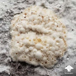 Mushroom contaminants wet bubble disease