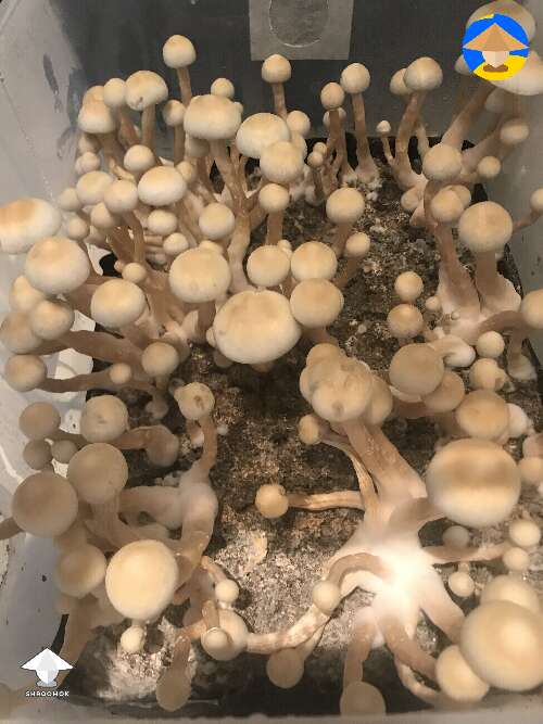 Another flush of Albino A+ in one of my 27 L monotubs