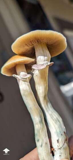 South American shrooms - little late but still pretty