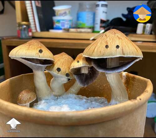 Funny magic mushrooms