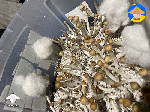 Would now be a good time to harvest these golden teachers first flush