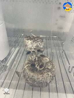 Some small cakes here. Didn’t expect the tops to turn black. Thoughts?