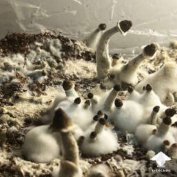 Aborted mushrooms stalled growth
