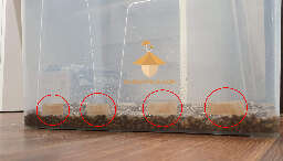 Growbox preparation for growing psilocybin mushrooms psilocybe cubensis