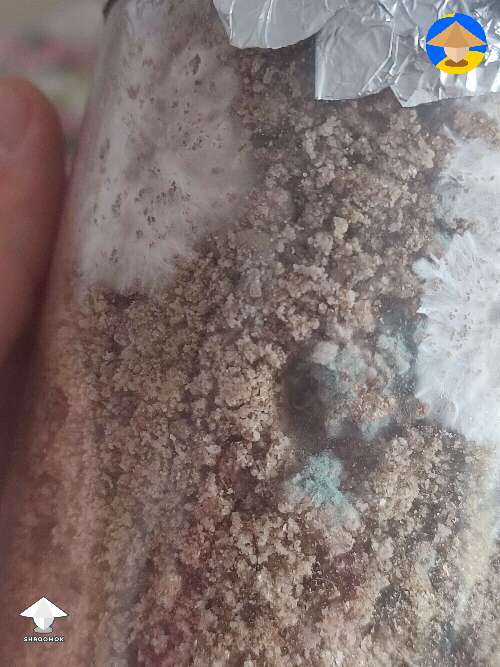 This is what I got last time - green mold contam