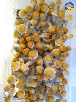 Such a nice flush of Kotaro mushrooms