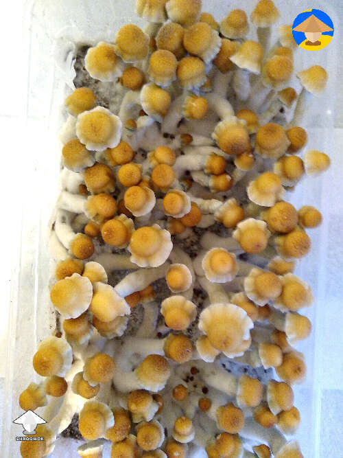 Such a nice flush of Kotaro mushrooms