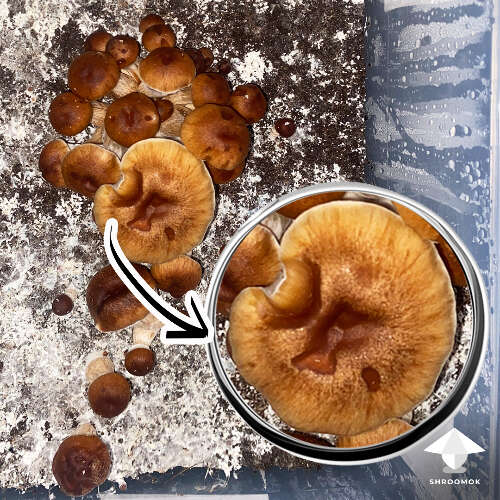 Wet brown spot on mushroom cap bacterial blotch contamination