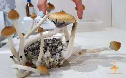 Golden teacher psilocybe cubensis third flush of harvesting