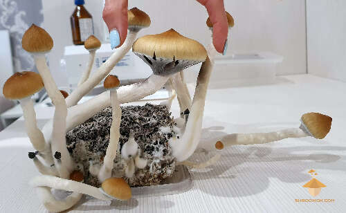 The biggest mushroom (Psilocybe Cubensis Golden Teacher). Third flush of fruiting and harvesting magic mushrooms at home