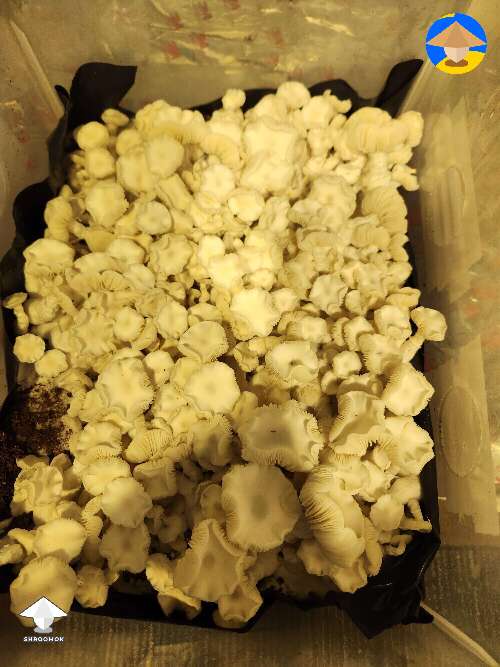 Jack frost mushrooms