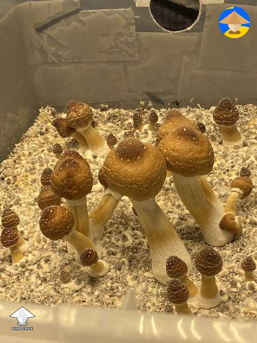 JMF mushrooms fruiting in progress #2