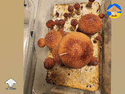 First time B plus mushroom fruiting