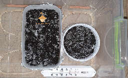 Growbox with psilocybin mycelium cakes brazil strain