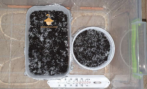 Growbox with psilocybin mycelium cakes. Growing Psilocybe Cubensis (Brazil strain)