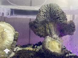 Cubensis Makilla Gorilla magic mushrooms #2