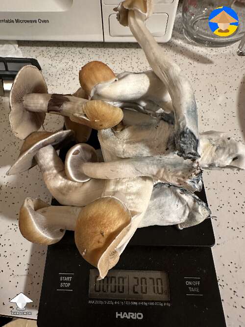 Partial first harvest of Hillbilly mushrooms