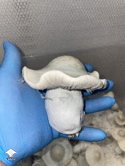 Jack Frost x SNAPE mushrooms