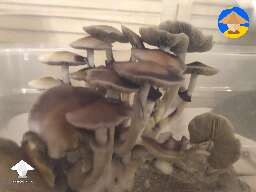 JMF Jedi Mind F*ck shrooms