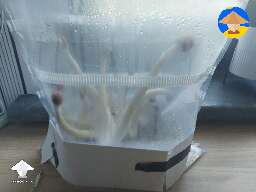 Octopus shrooms