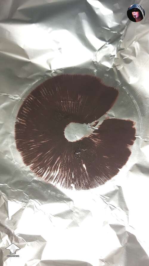Spore print