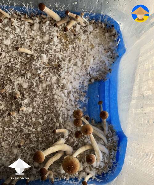 my mushroom survivors - separated contaminated grain and used healthy spawn for making mushroom cake