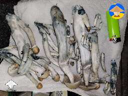 Golden teacher mushroom harvest