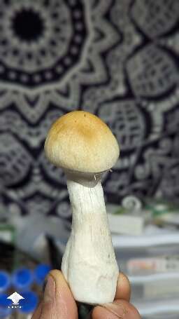 Harvested Tidal Wave flush #9