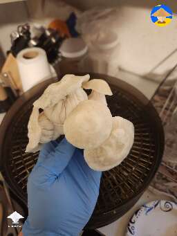 Avery's Albino Ground zero shrooms #3