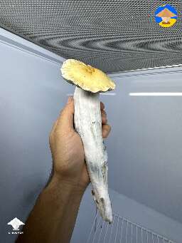 Red Boy mushroom - 96g fruit 