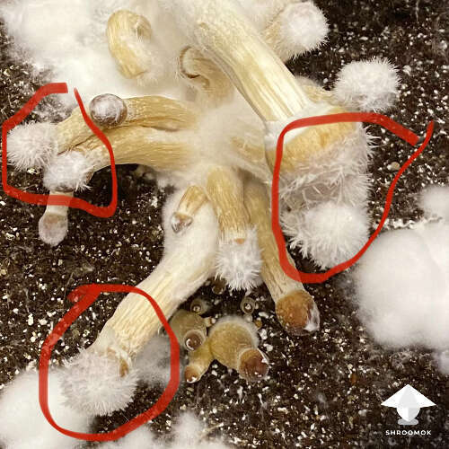 Fuzzy mushroom caps and white dots on mushroom caps