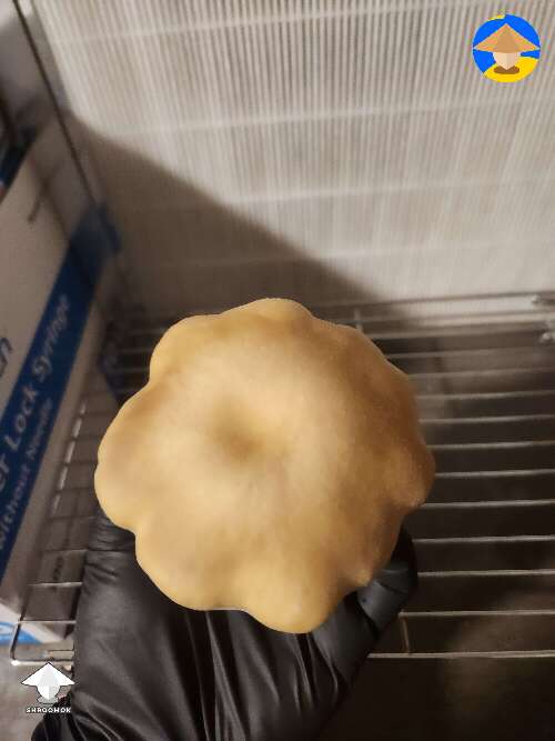 Bluey Vuitton magic mushroom