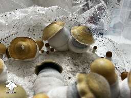 Avalanche shrooms fruiting