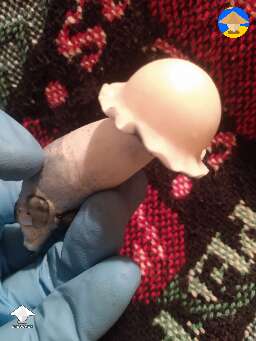 Cubensis Deep Blue Yeti magic mushroom