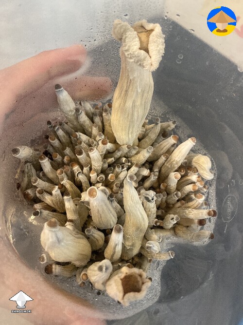 Chupacabra strain - The first flush looked like monsters, if you get this strain don’t be worried if they’re all crazy at first lol