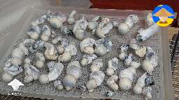 Picked fatty Jack Frost mushrooms #9