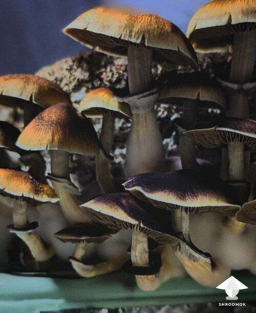 hairy buffalo magic mushrooms