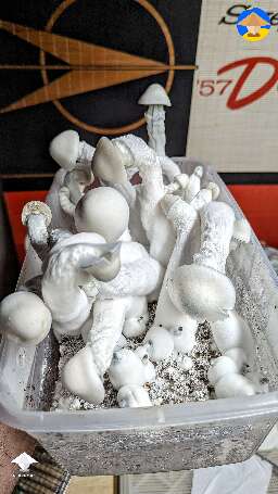 Albino A+ mushrooms grown on the rye, sorghum, millet mix in 6 Qt DubTub