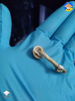 Tiny magic shrooms 
