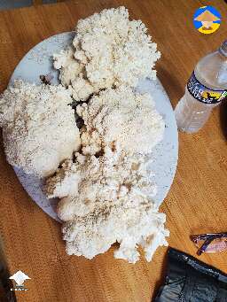 I harvested 3 blocks of Lions Mane mushrooms - 2.47 pounds