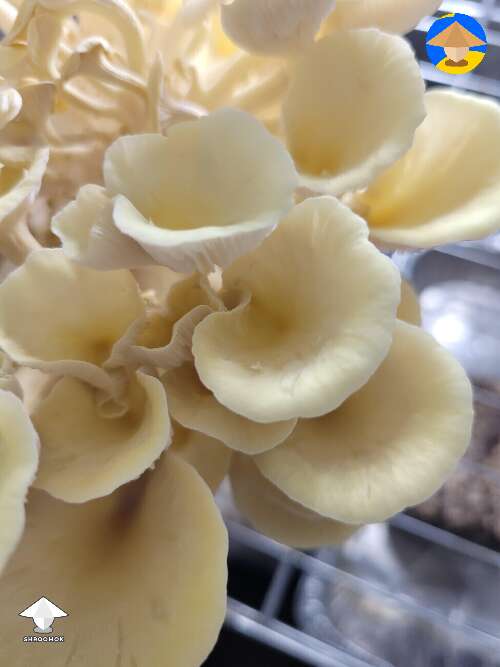 Yellow Oysters mushrooms for those who love gourmets here
