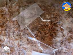 Step 6. Mushroom block ready for fruiting. Put it in the fruiting chamber #6