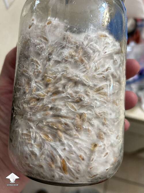 Non shaken spawn jar growing like one big root system