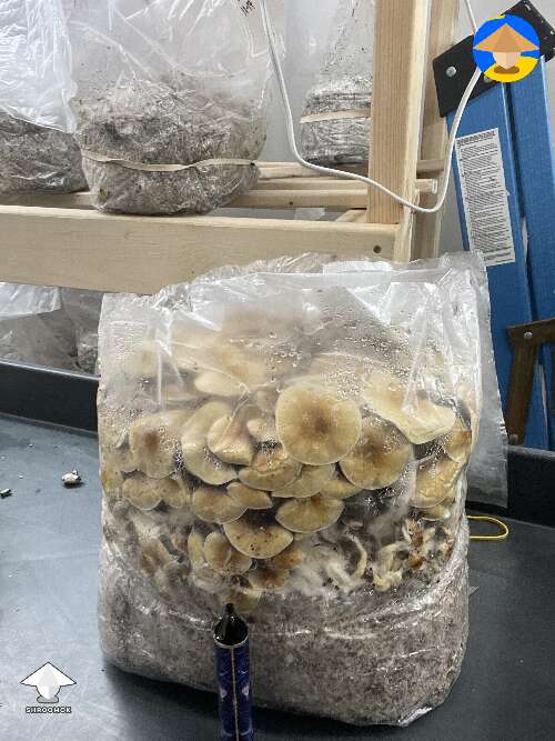 Nice bag of shrooms b+ or golden mammoth
