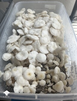 Pearly Gates mushrooms #2