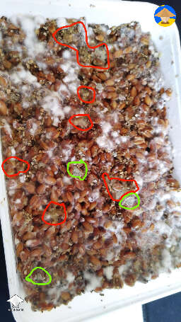 It's combo mold with bacteria contamination