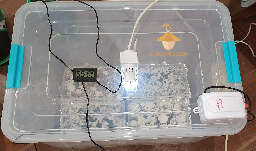 Growbox equipment for psilocybe cubensis growing