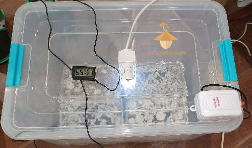 Fully equipped growbox for growing magic mushrooms Psilocybe Cubensis: grow box itself, light, ventilation, thermometer and hygrometer