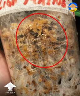 signs of bacterial contamination in spawn jar